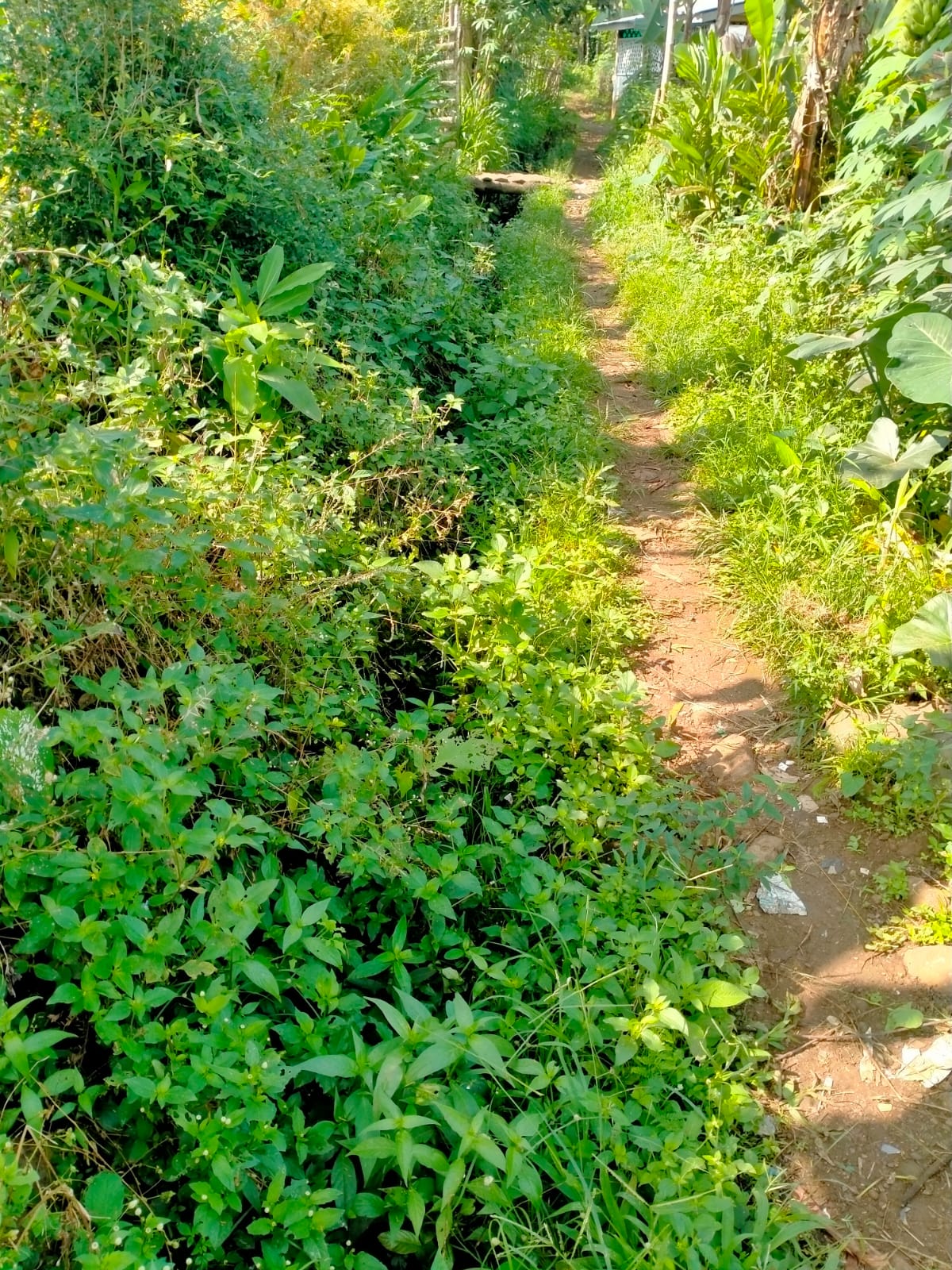 pembangunan-jalan-usaha-tani